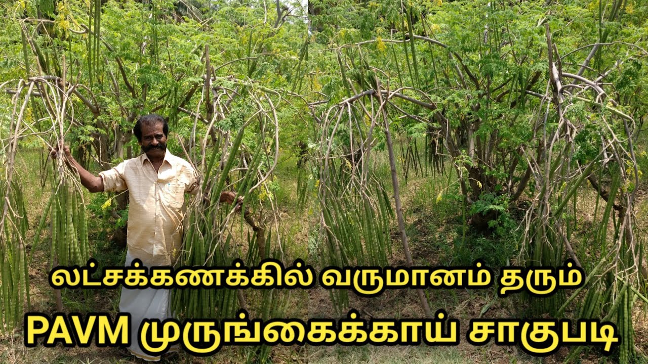 லட்ச கணக்கில் வருமானம் தரும் முருங்கைக்காய் சாகுபடி || pavm dramsticks cultivation in tamil