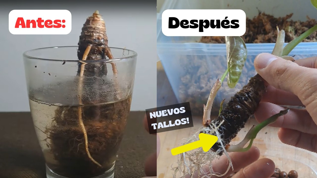 Mi ALOCASIA perdía las hojas... y así REVIVIÓ con mucha fuerza
