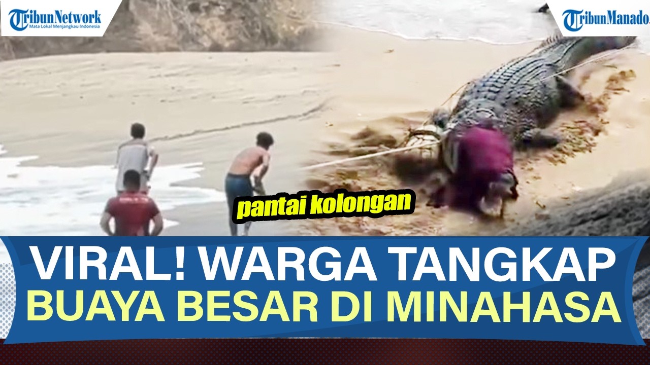 VIRAL! DETIK-DETIK WARGA TANGKAP BUAYA BESAR DI PANTAI KOLONGAN MINAHASA SULAWESI UTARA