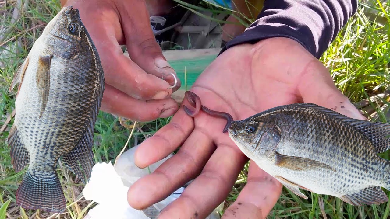 Pesca de TILAPIAS - con anzuelo / LOMBRIZ