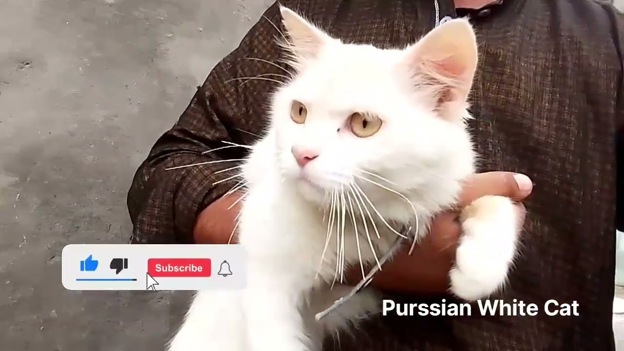 Purssian cat