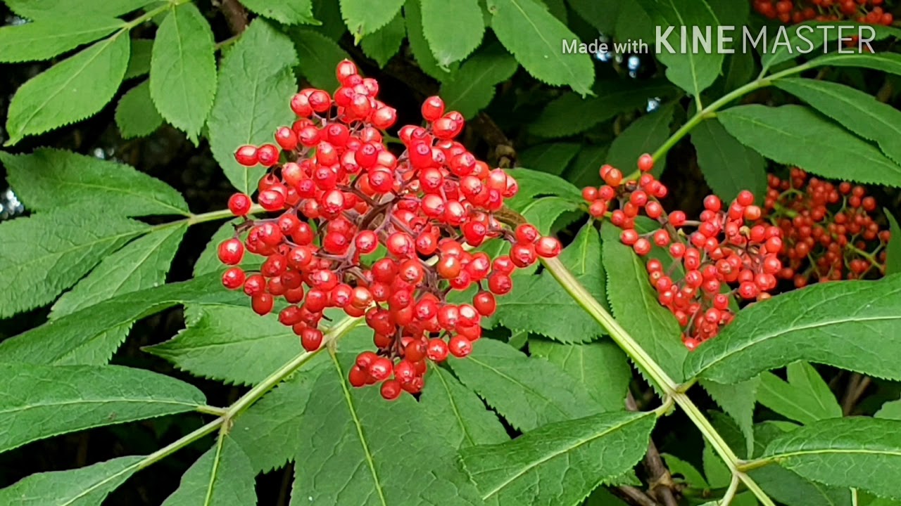 🍁💝우리사랑💝(조영남.패티킴)연속듣기