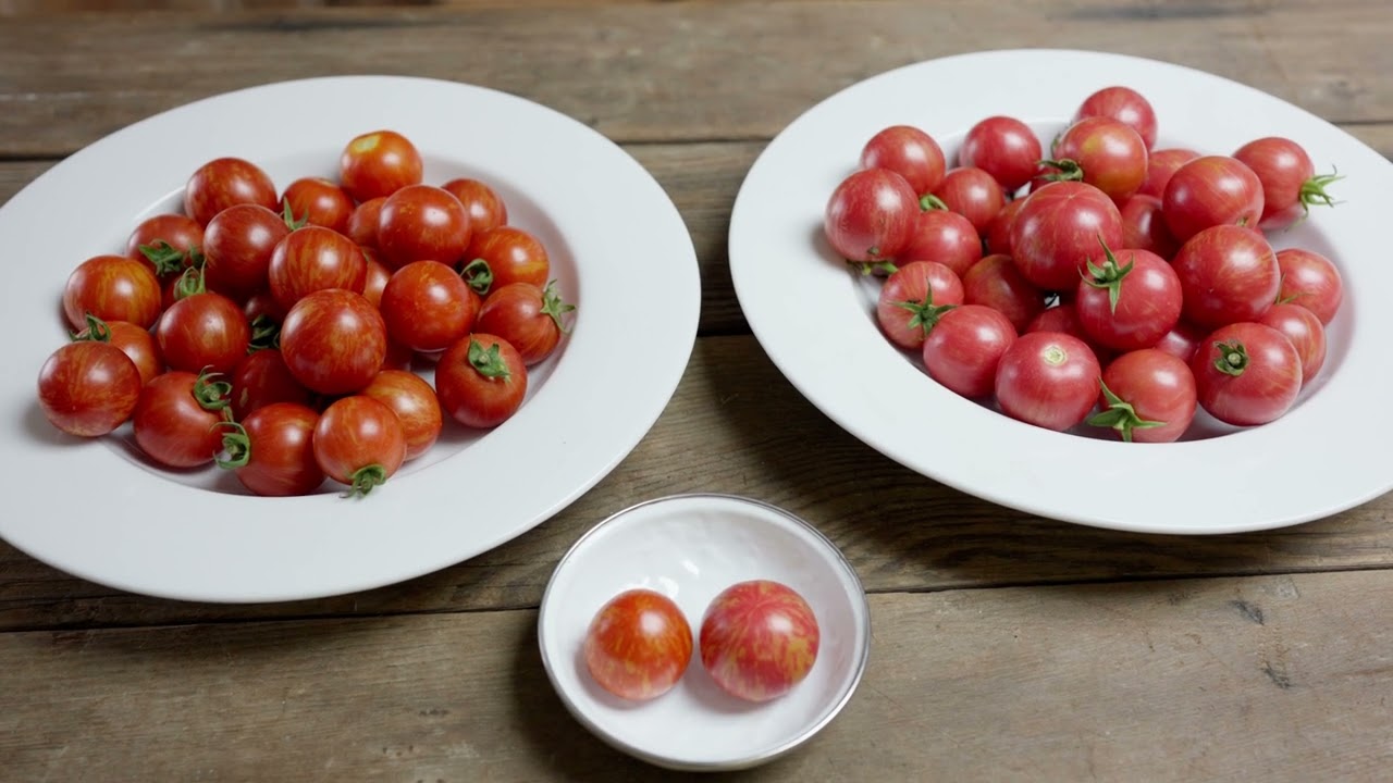 'Honey Bee' and 'Queen Bee' Organic Cherry Tomatoes With Late Blight Resistance From Johnny's