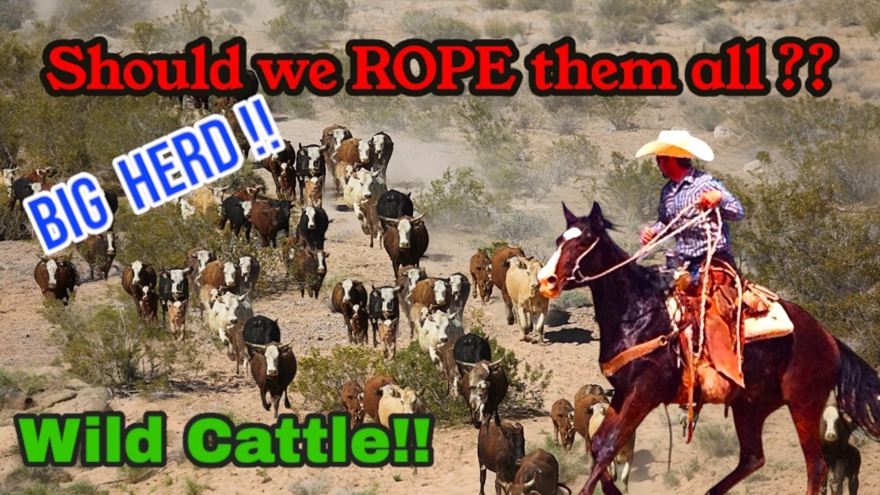 To Many Cattle to Rope!!