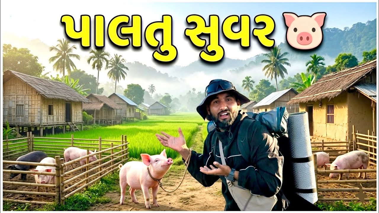 આશામ માં ઘેર ઘેર પાલતુ સૂવર 😳