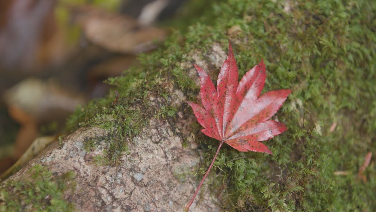 【癒しの秋】広島の紅葉【三次・世羅・安芸太田】