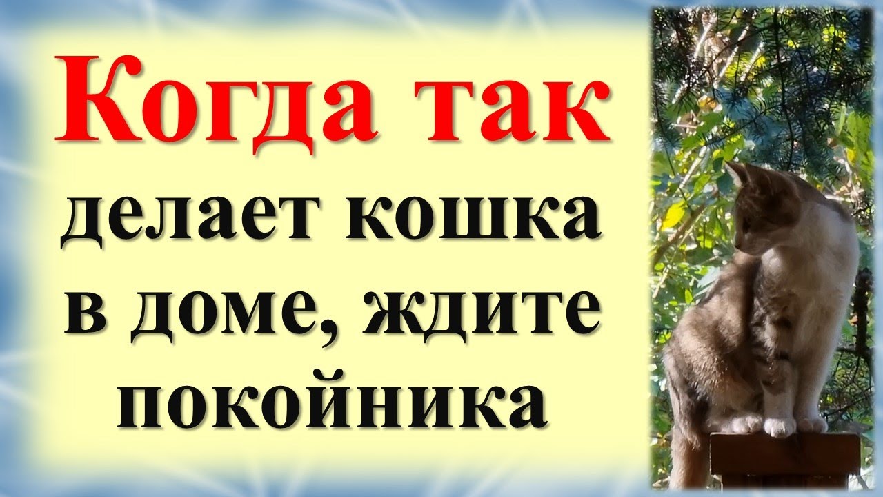 Когда так делает кошка в доме, ждите беды. О чем предупреждают коты. Знаки и подсказки животных