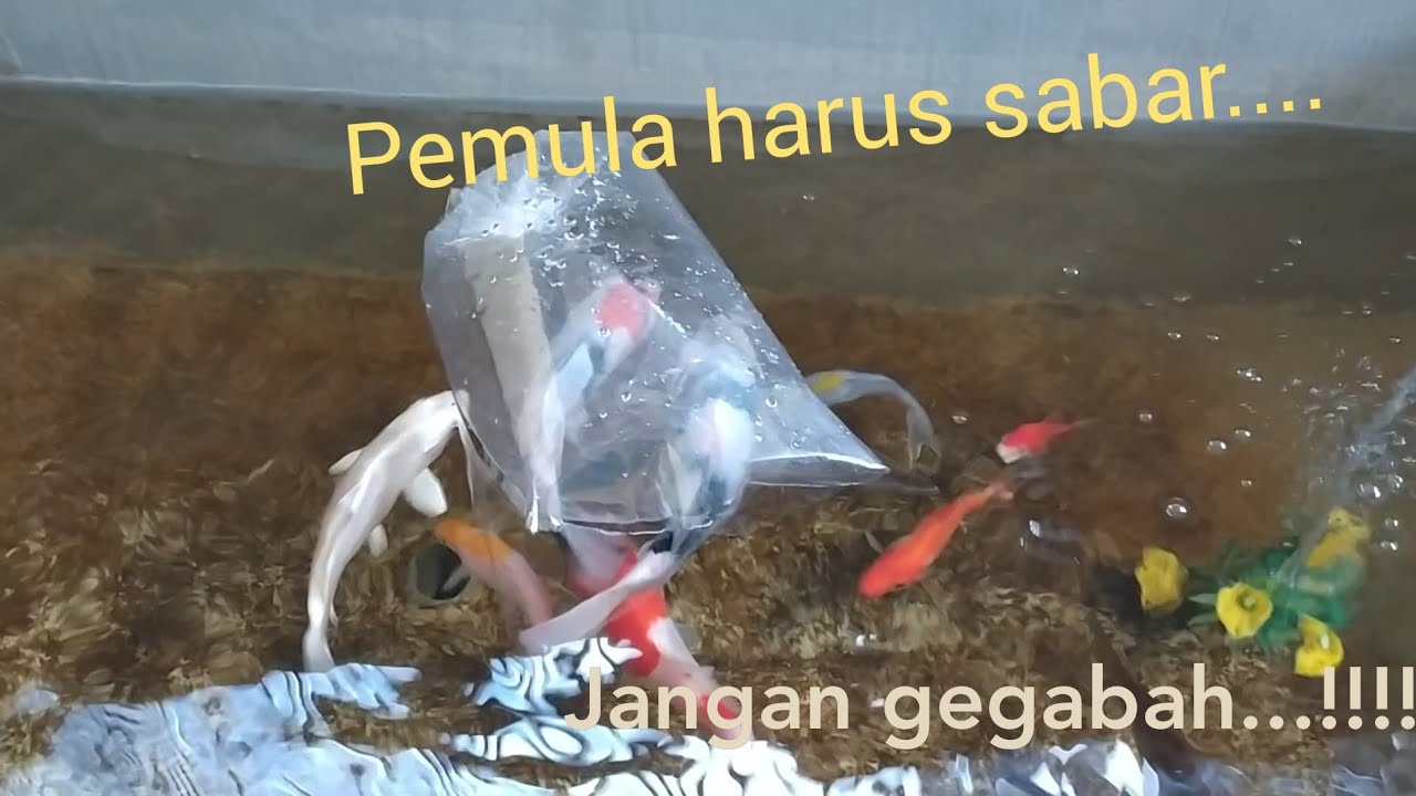 Cara memasukkan ikan koi baru ke kolam