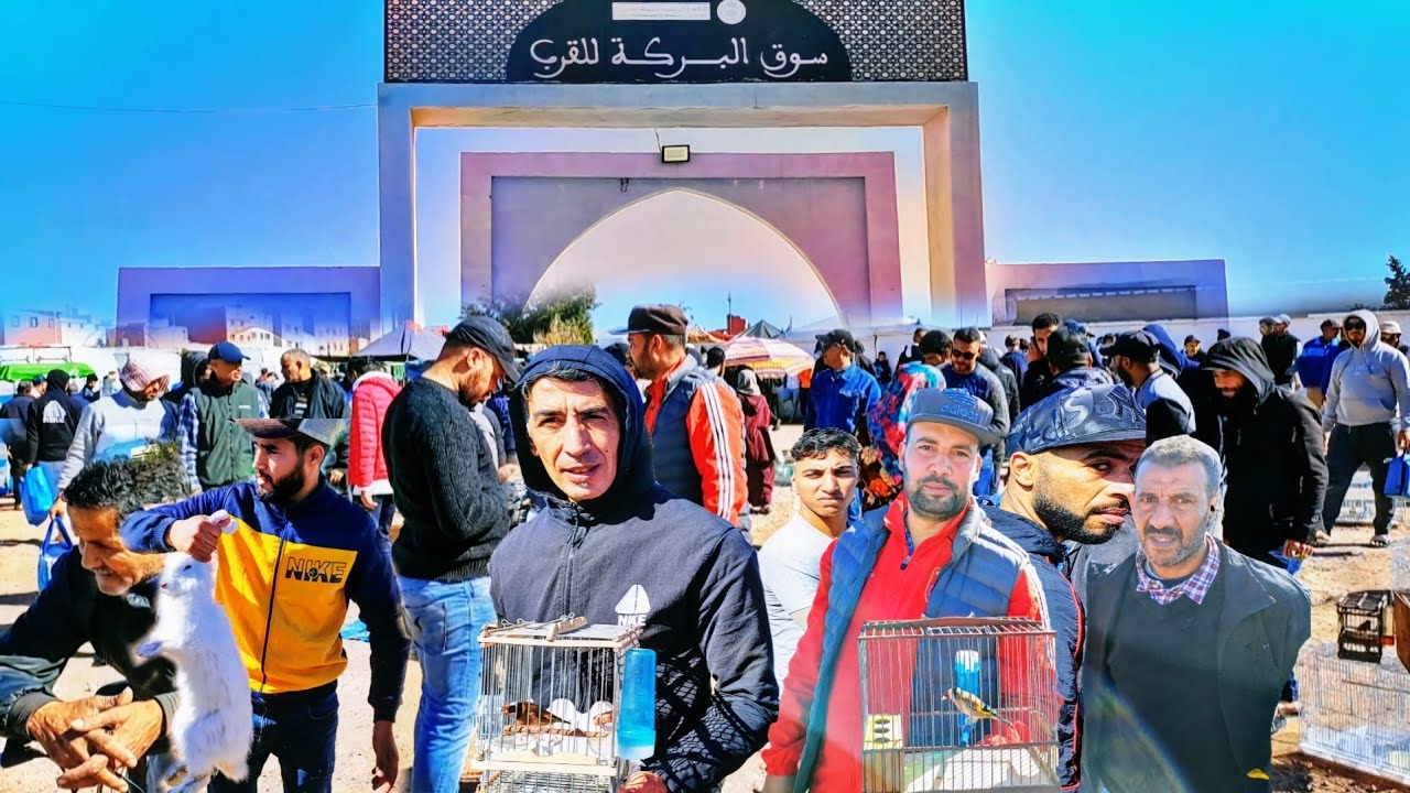 سوق الطيور والحيوانات بمدينة اسفي 🇲🇦 2024 اليوم الأحد سوق عامر والخير موجود .. ...سوق القريعة للطيور
