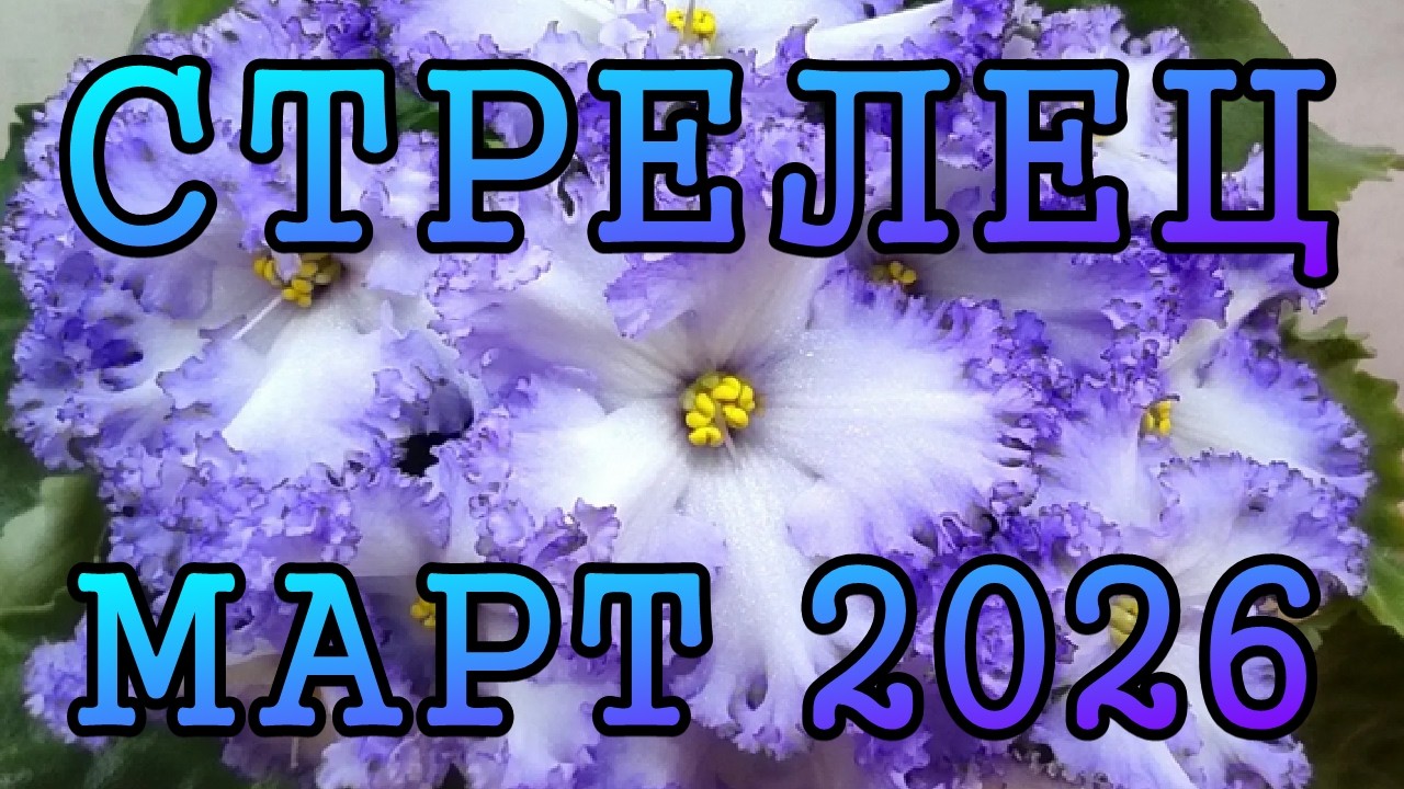 СТРЕЛЕЦ таро прогноз на МАРТ 2026 года