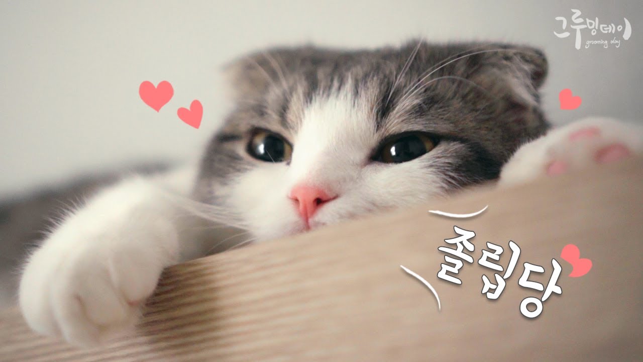 먼치킨 고양이와 함께 늦잠을