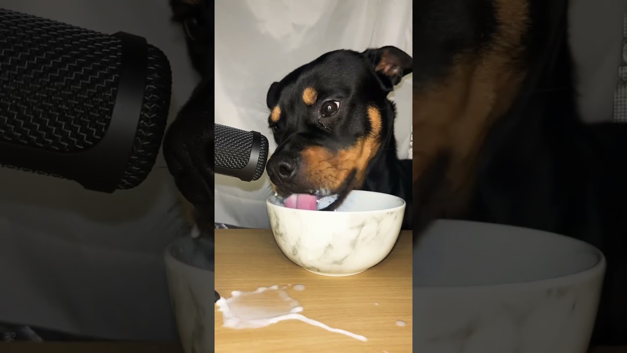 Dog Licks Milk ASMR #shorts #short #4k