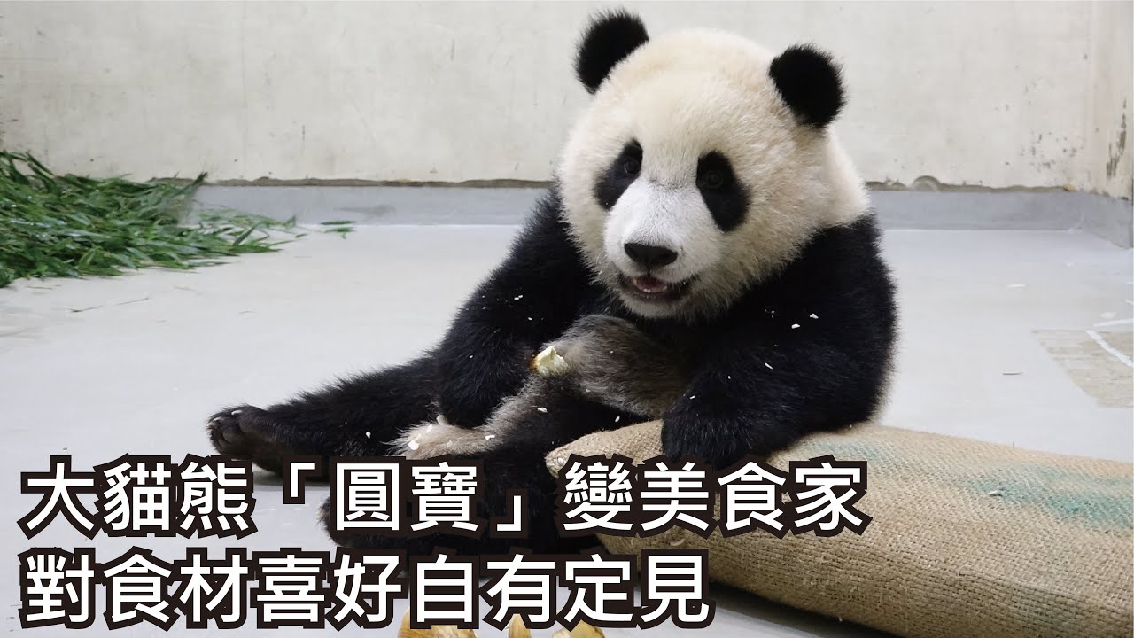 大貓熊「圓寶」變美食家 對食材喜好自有定見