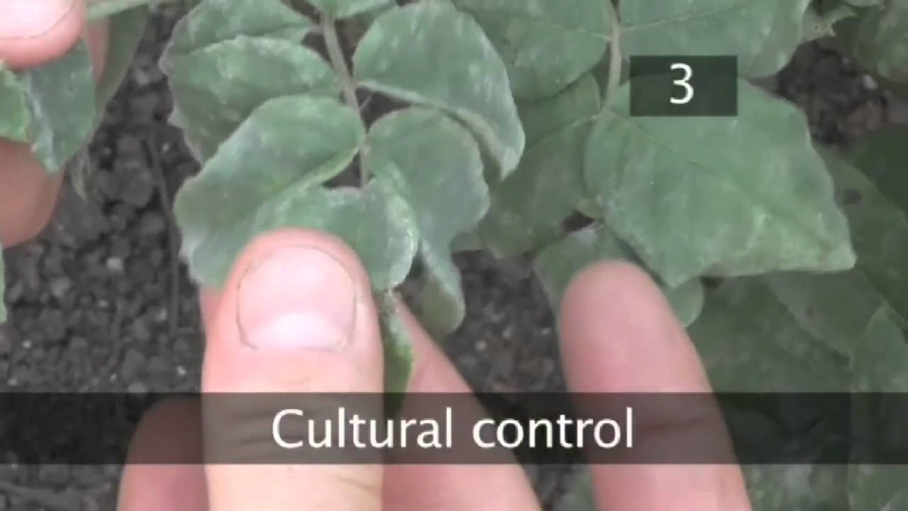 How To Treat Powdery Mildew Disease on Plants