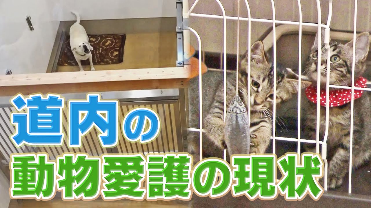 札幌に動物愛護管理センター新設　道内の動物愛護の現状は【取材現場から】11/2放送