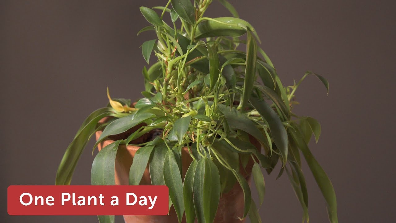 Philodendron wend-imbe Houseplant Care — 161 of 365