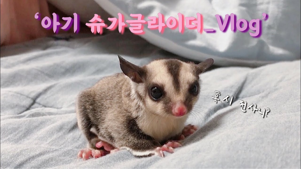 나는 이 세상에서 제일 귀여운데요? | 아기 슈가글라이더 브이로그