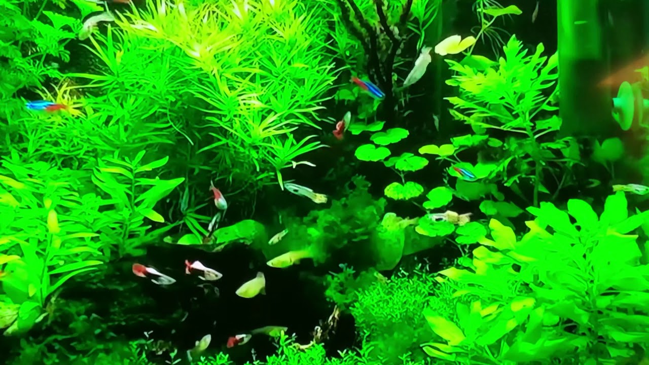 RP24 “Crea” Patty Proal