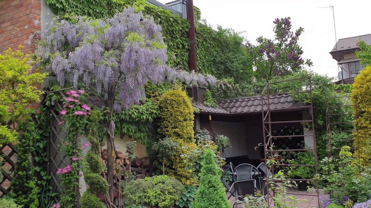 Glicynia pachnąca Beautiful Garden