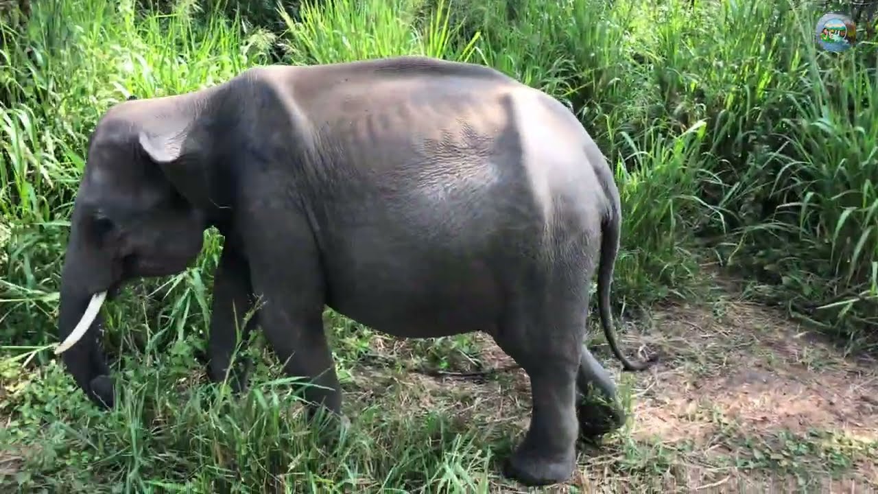 Hurulu Eco Park - Wild Elephants Safari Sri Lanka