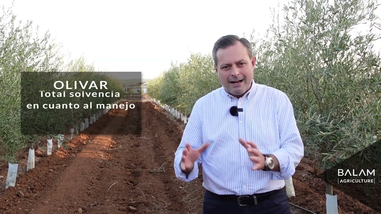 6. Olivar moderno vs. Olivar tradicional