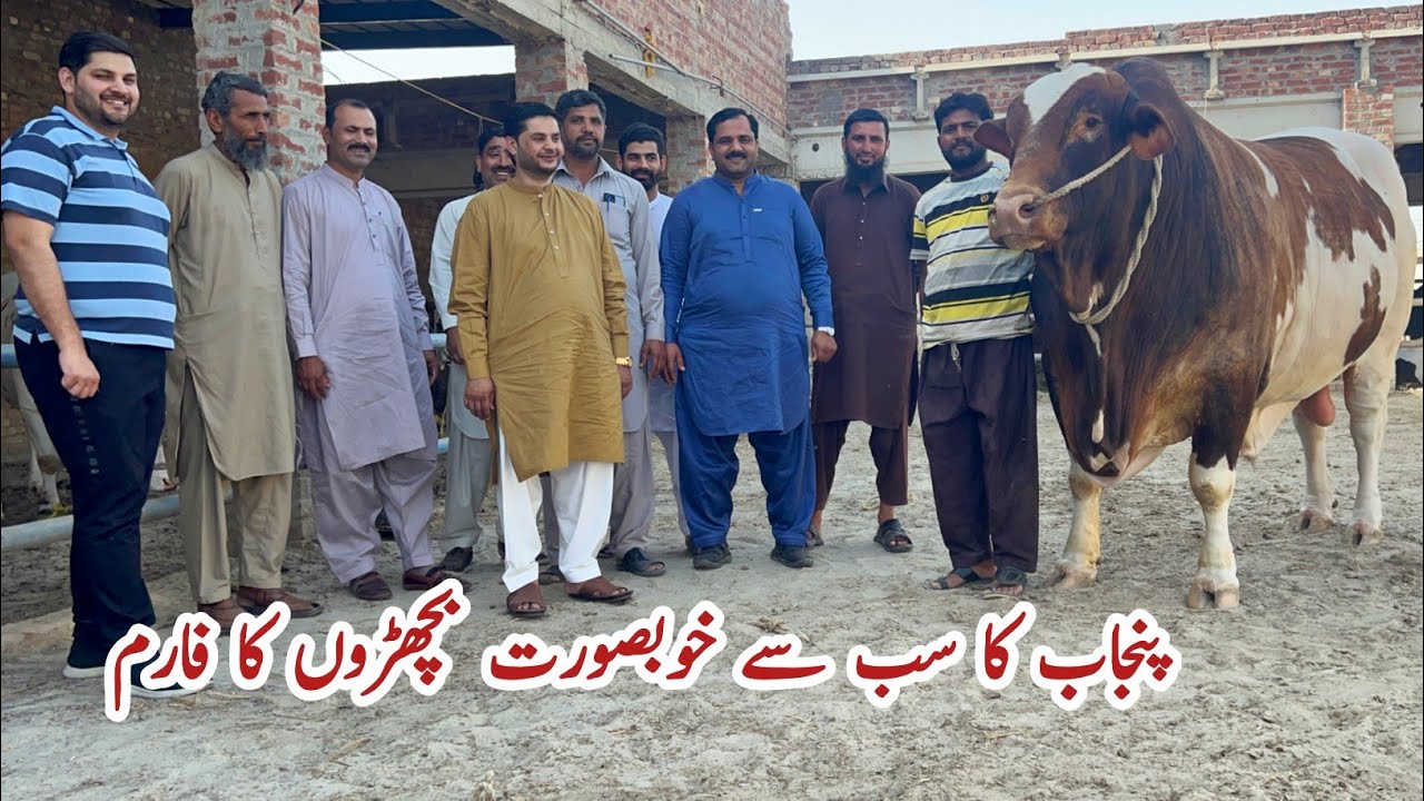 Punjab Most Beautiful Bulls of Chaudhry Cattle Farm Qurbani 2024 #cattlemarket #mandi #biggest_bull