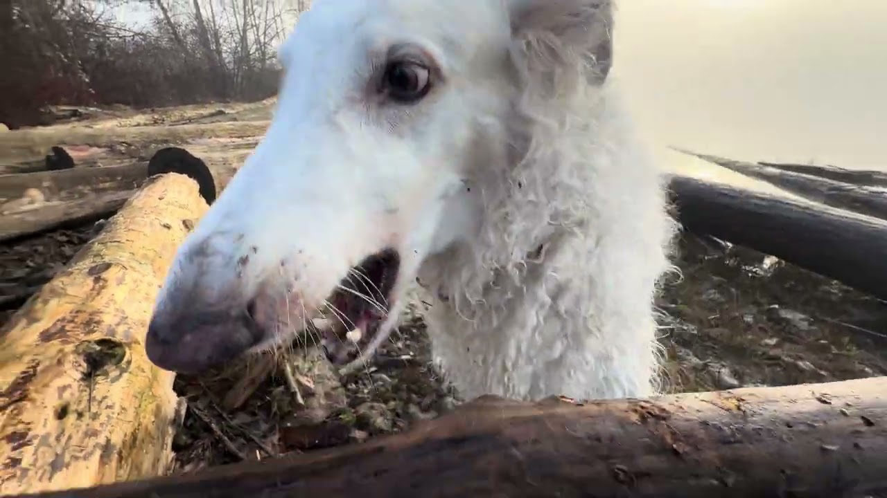 Lily the Borzoi - Foggy Splashes