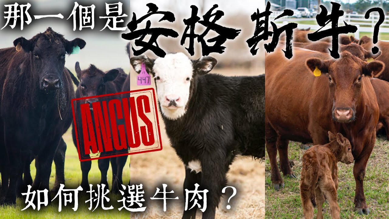 正港「安格斯牛」請站出來！如何挑選牛肉？「認證安格斯」CAB是品質保證還是行銷手段？