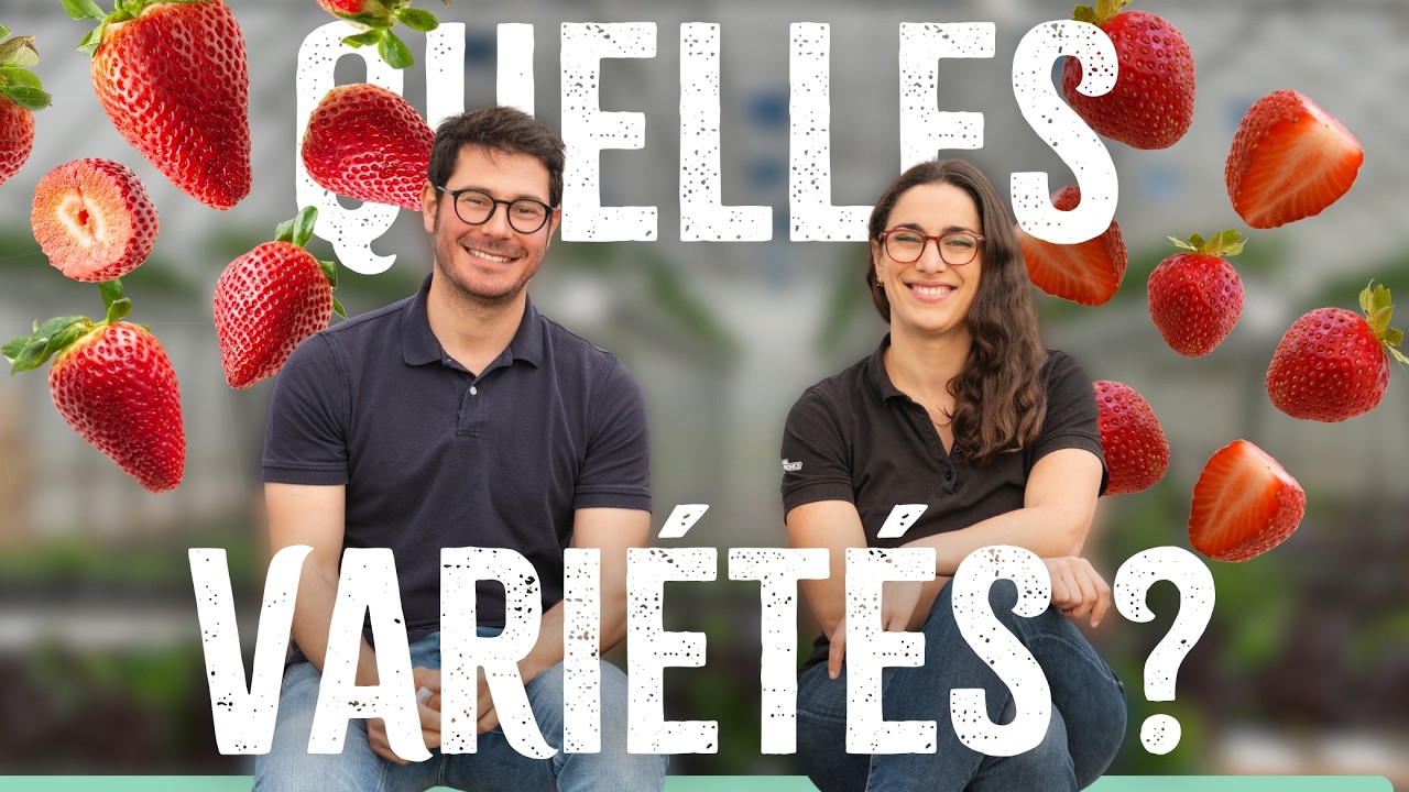 Produire des fraises : comment choisir ses vari&eacute;t&eacute;s ?