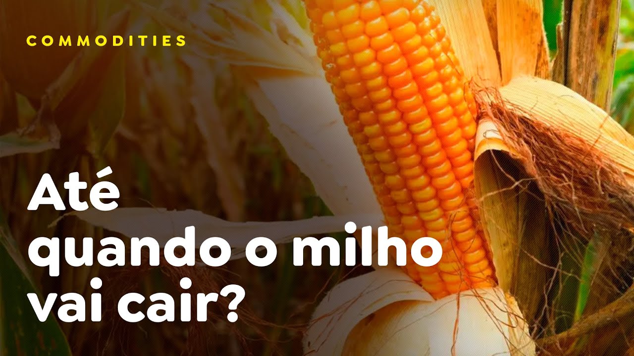 Até quando o milho vai cair?