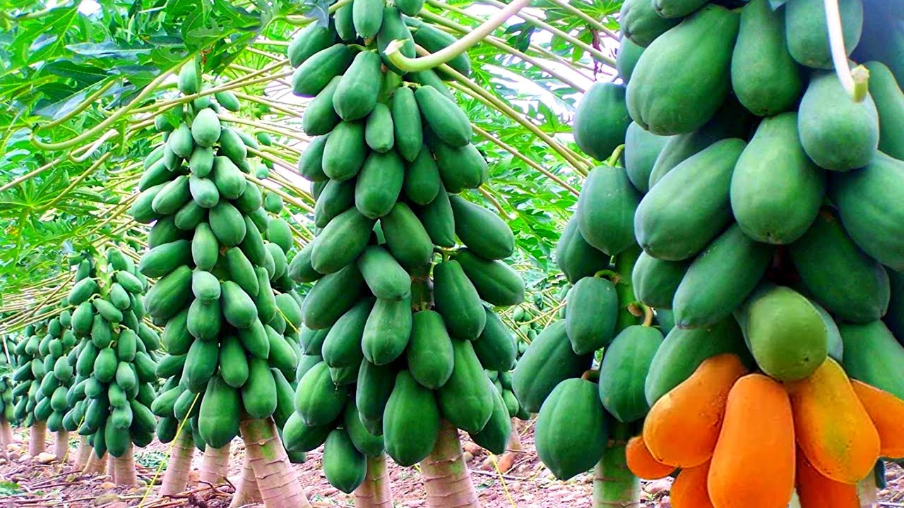 पपीता की खेती | Papita Ki Kheti Kaise Karen | Papaya Farming In India