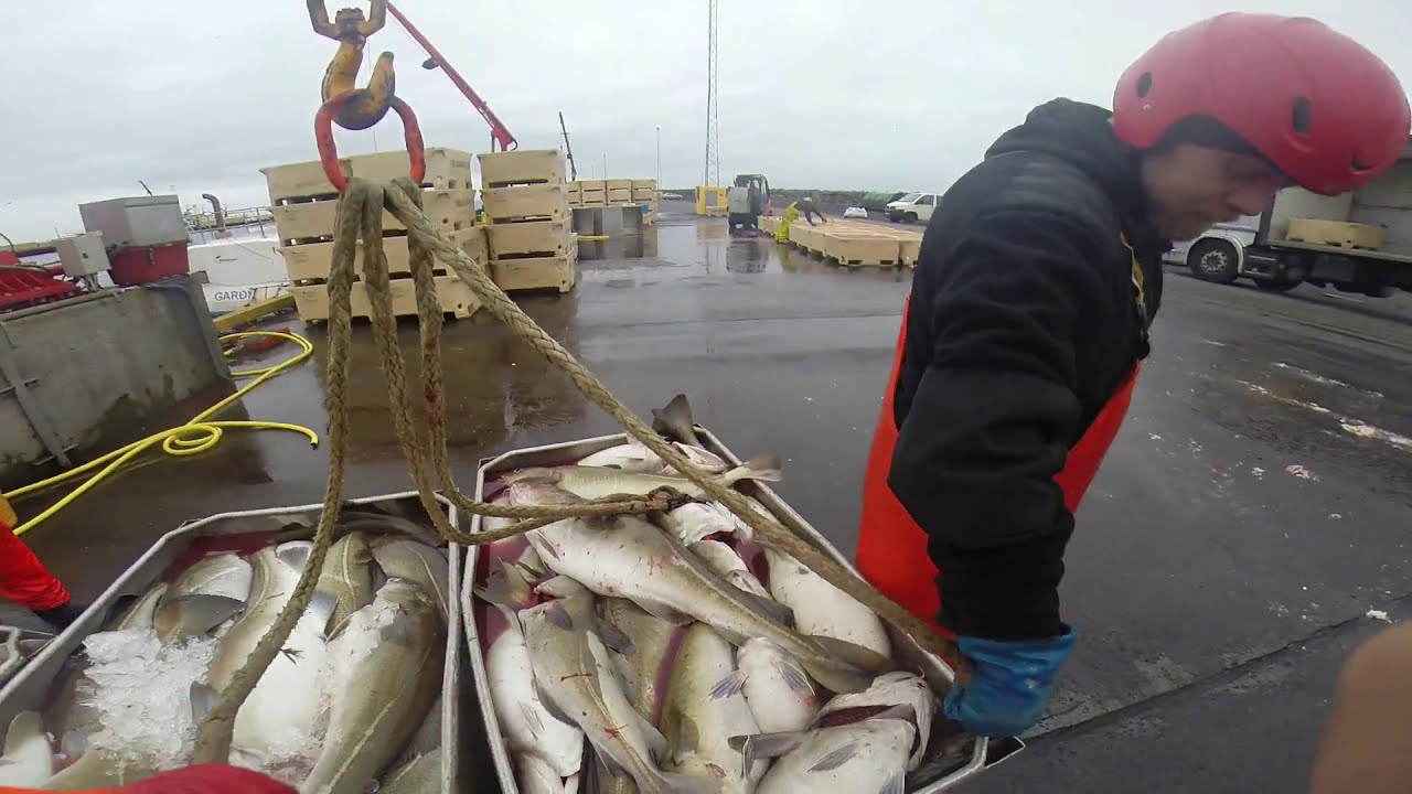 The Life of an Icelandic Fisherman: From baiting hooks to landing the catch.