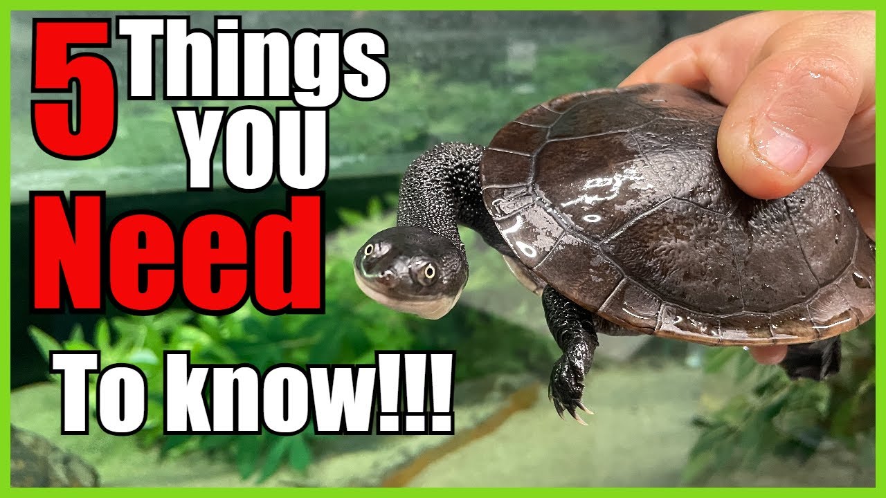 5 Things you NEED to know before buying a SNAKE NECK TURTLE