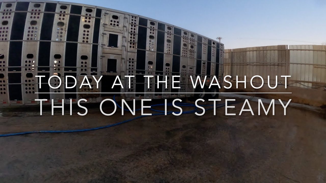 Gave this trailer a steam bath (Cattle Washout ASMR Ep. 6)