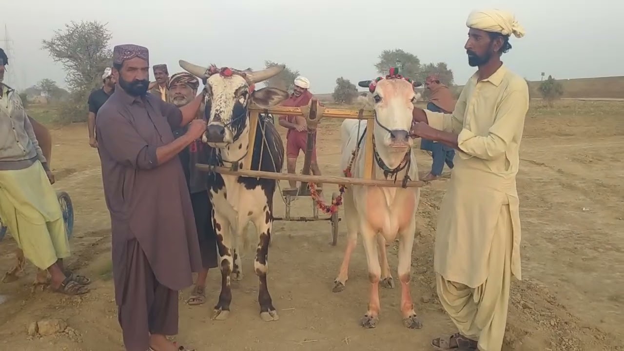 پھول اور قافلہ مقابلہ ملا اور لوٹا جیت گیا لوٹا 