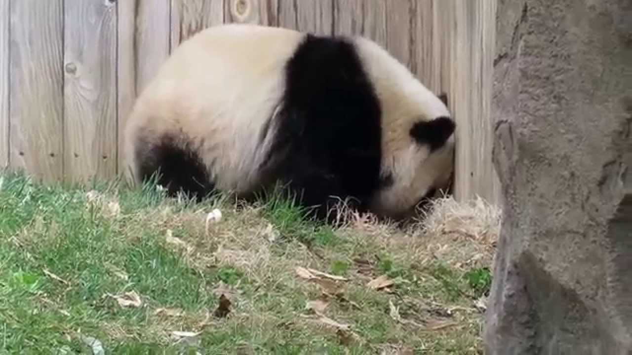Bao Bao the Very Busy Panda Girl
