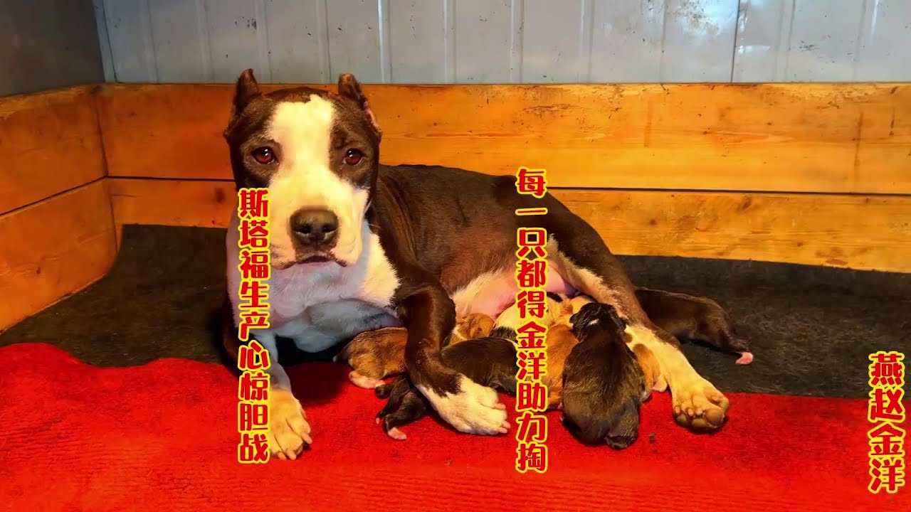 斯塔福生产心惊胆战，每一只都得金洋助力掏，看现在生了几只