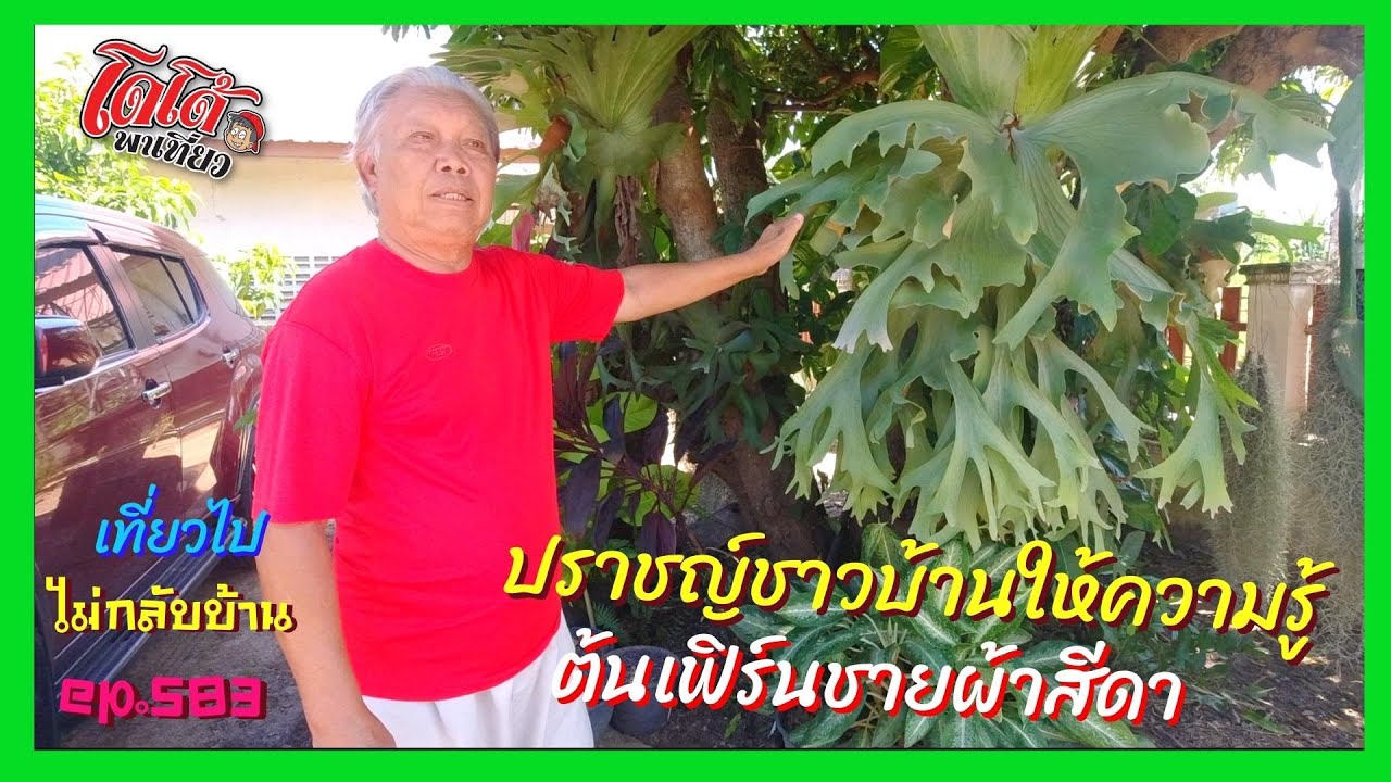 ต้นเฟิร์นชายผ้าสีดา ความรู้จากปราชญ์ชาวบ้าน กุมภวาปี ถามอะไรรู้ทุกเรื่อง เที่ยวไปไม่กลับบ้าน ep.583