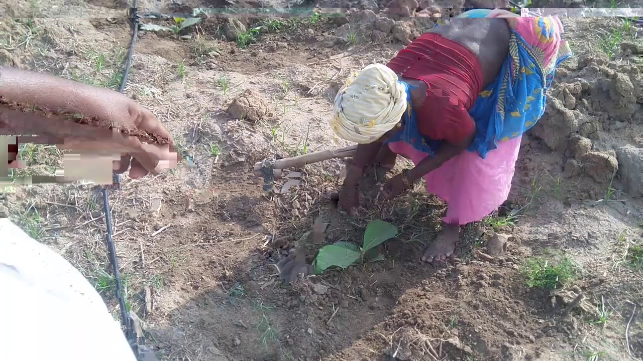 ஒரு மாத தேக்கு மரக்கன்றுகளுக்கு உரம் வைக்கும் முறை | skr Ramalingam | fertilizer for teak plant