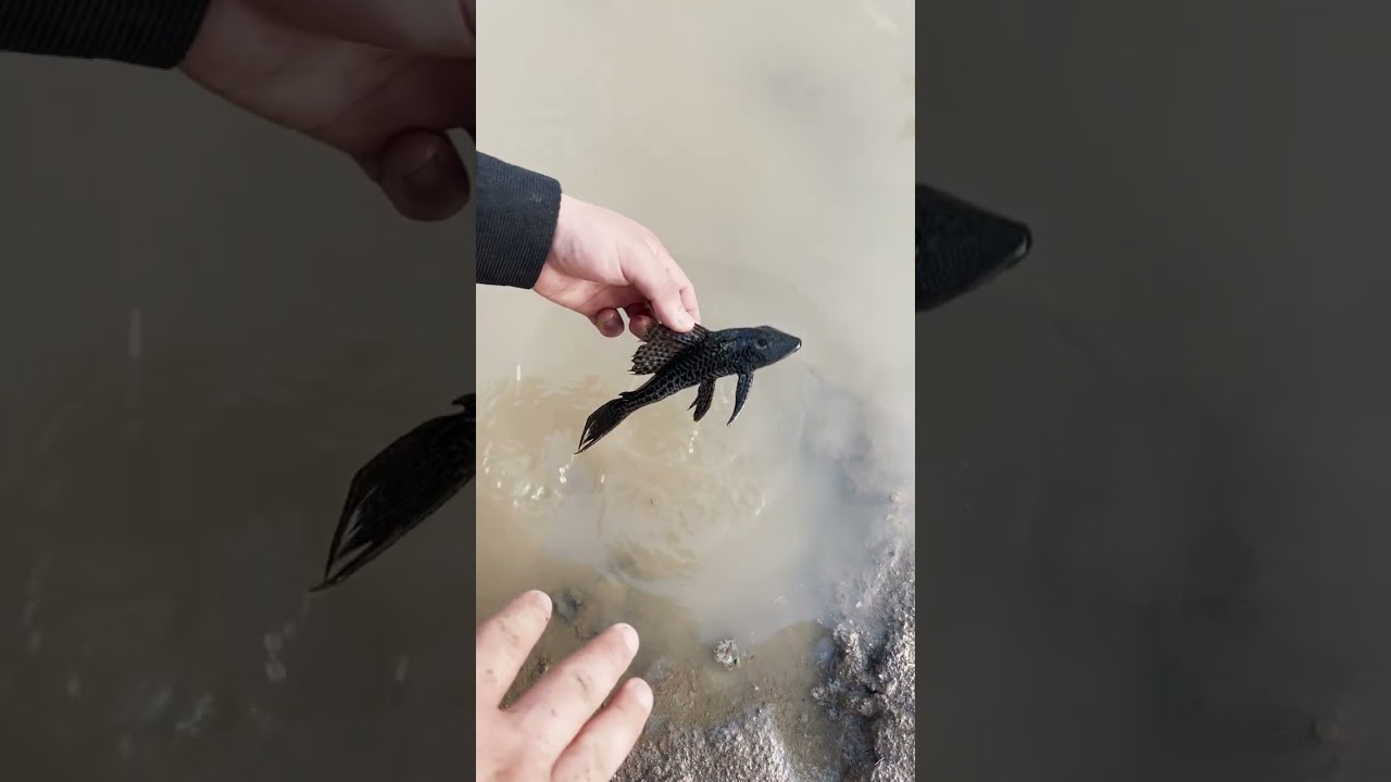Buscando al pez gigante #pesca #fishing #fish #fishinglife #amazing 