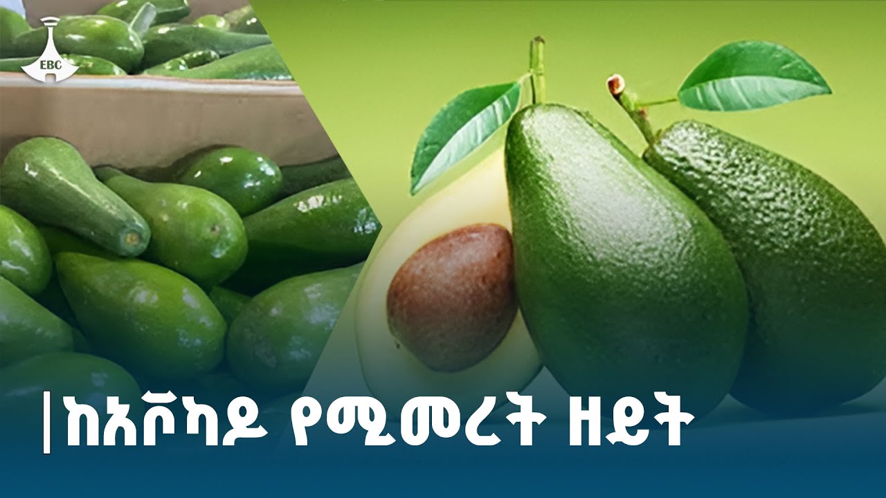 በጅማ ተመርቶ ለውጭ ገበያ የሚቀርበው ከአቮካዶ የሚሰራ ዘይት  ETV | EBC | EBCDOTSTREAM