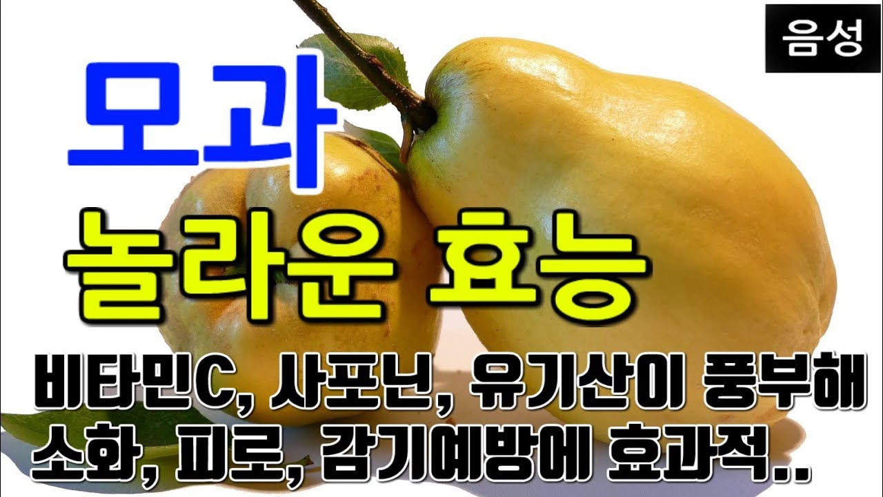 [#모과효과] 모과의 놀라운 효능 9가지 (비타민C, 사포닌, 유기산이 풍부해 소화, 피로, 감기예방에 효과적..)