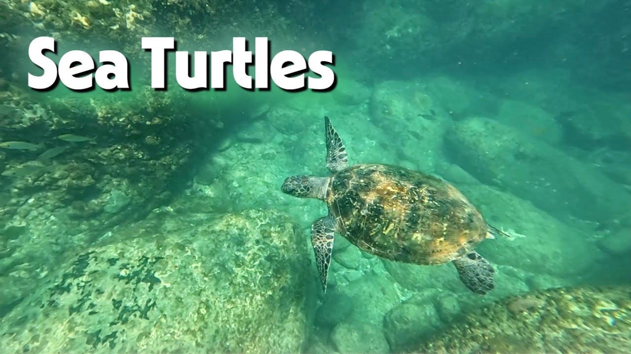 Relaxing Video - Snorkeling with Turtles at the Mudjimba Island