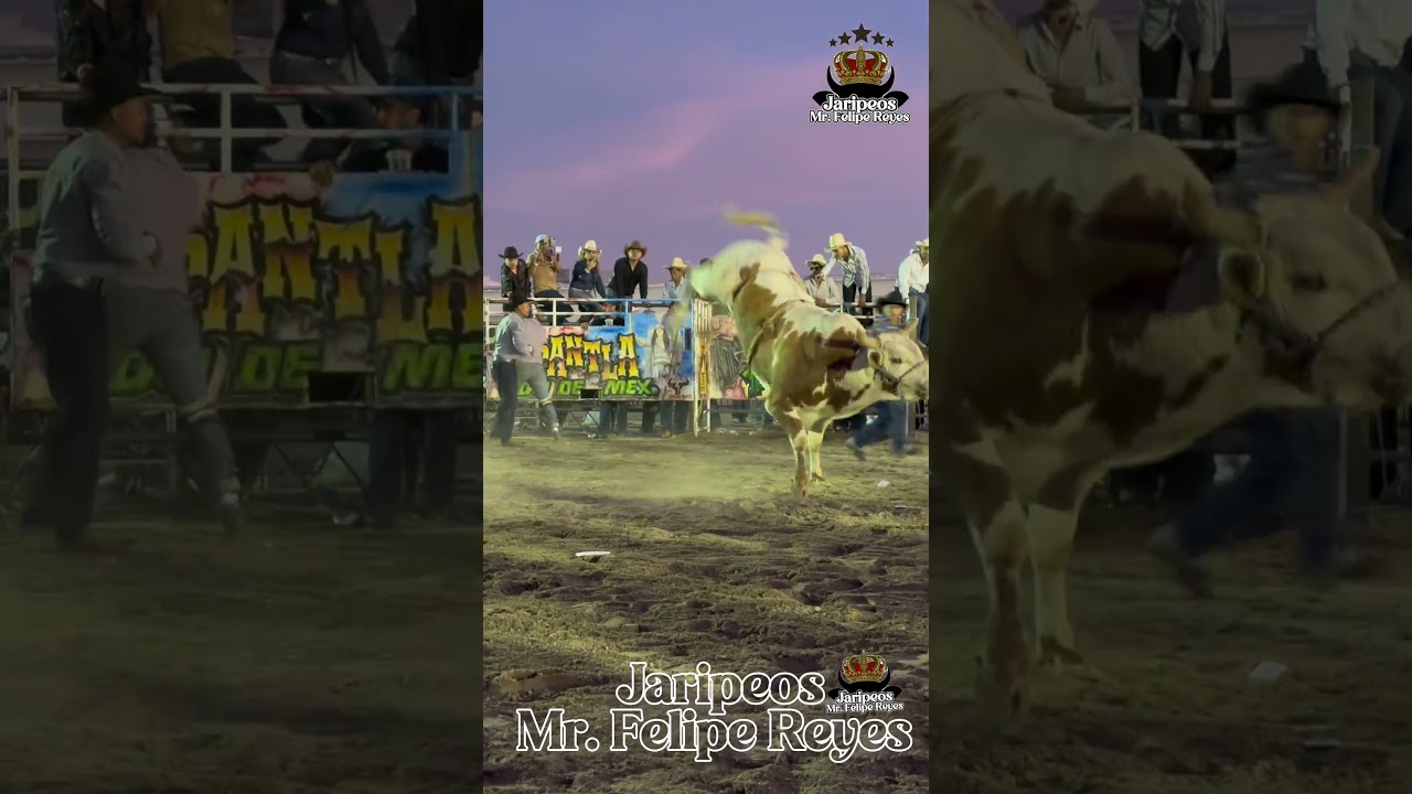 Chato de Jalisco vs alma de ni&ntilde;o ￼ #jaripeo