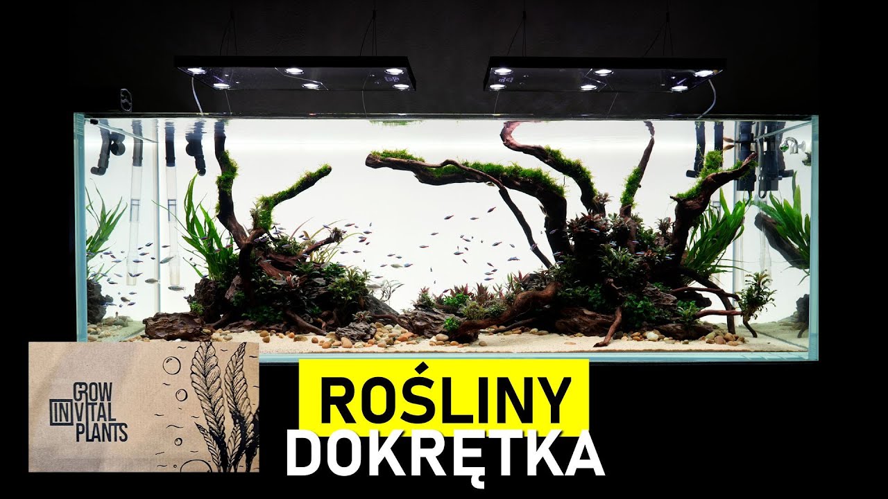Rośliny Invital -mechata dokrętka w Wannie i Bożenka też coś dostanie