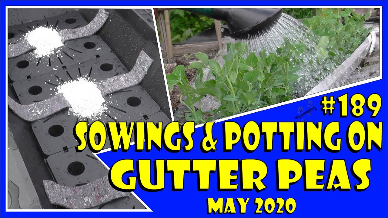 MuddyBootz Allotment #189 - May Sowings - Gutter Peas - Potting On