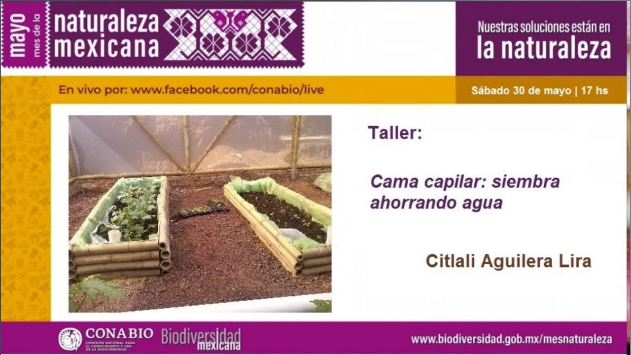 Cama capilar: siembra ahorrando agua, Citlali Aguilera Lira