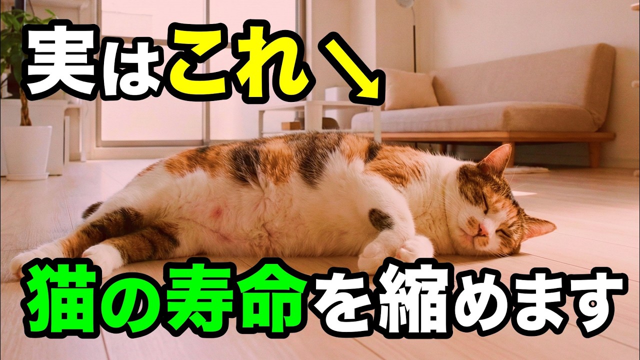 【知らないと怖い】猫の寿命を縮める飼い主の習慣を獣医師が解説します