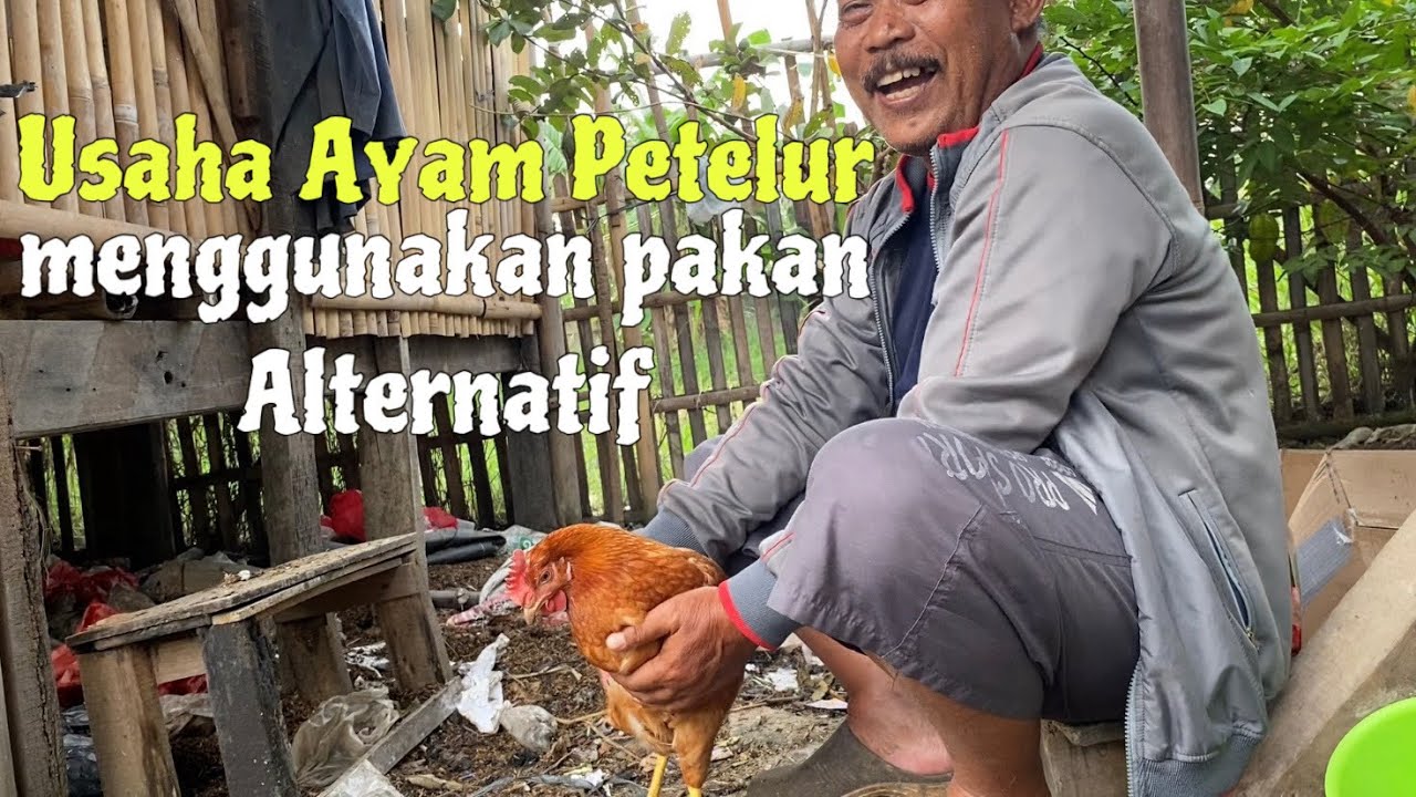 Usaha Ayam Petelur Menggunakan Pakan Alternatif | Farm Bapak Asep