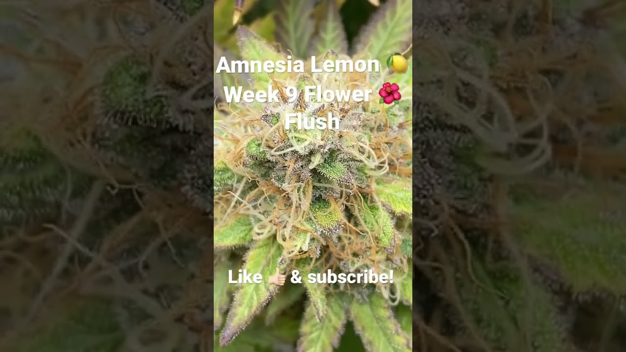 Amnesia Lemon 🍋 Week 9 | No Nute Flush | Man it looks sooo yummy 🤤!!! #cannabiscommunity #news